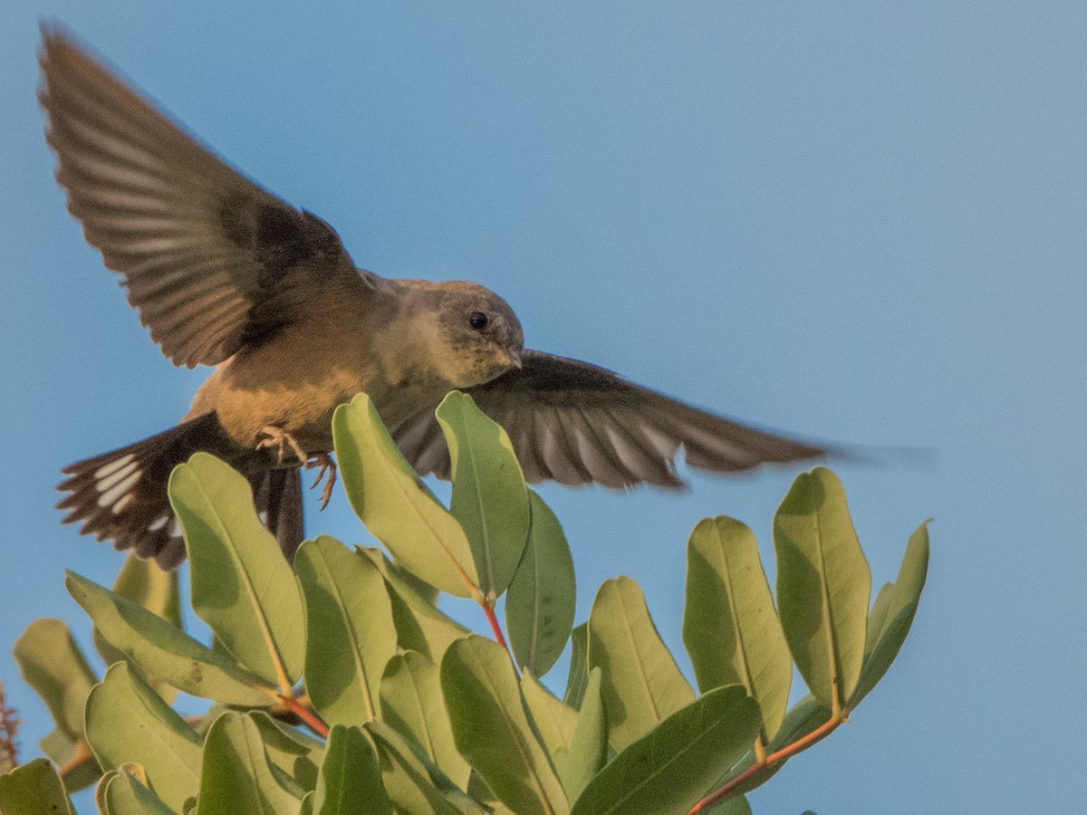 Eurasian Crag-Martin - ML282775731