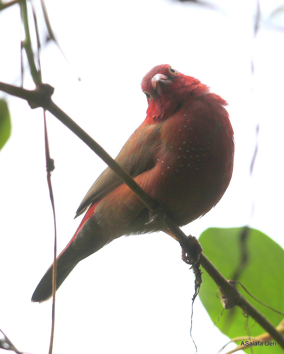 Red-billed Firefinch - ML282776951