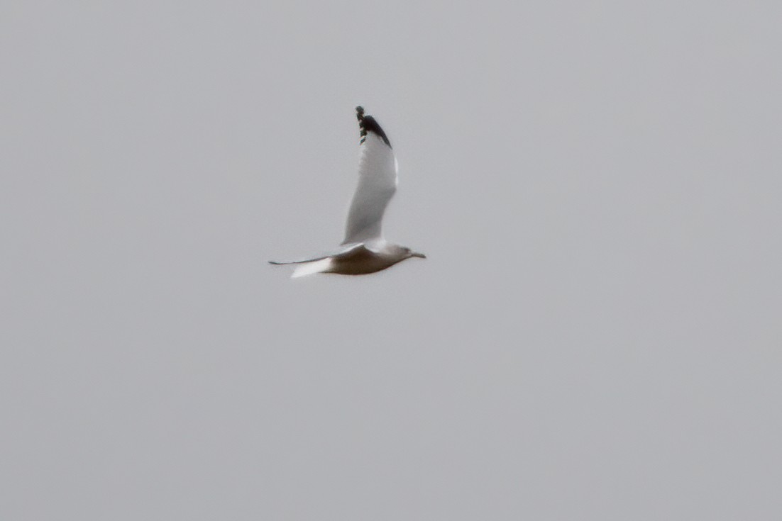 Ring-billed Gull - ML282778221