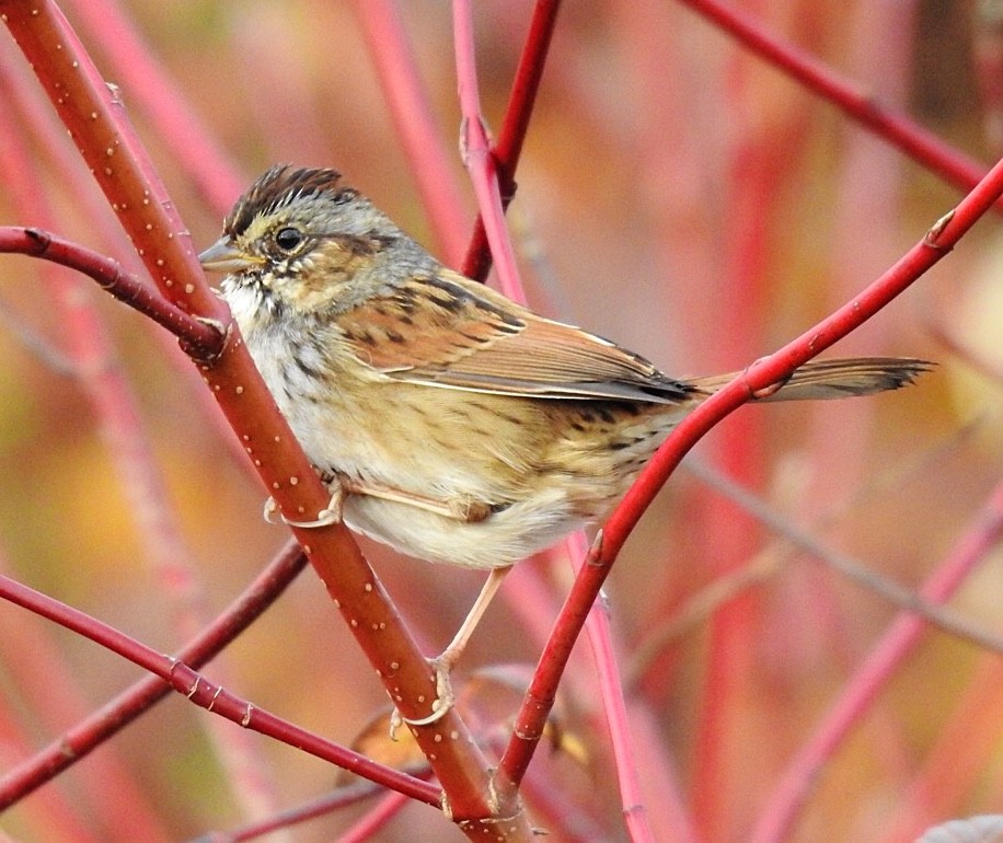 Swamp Sparrow - ML282779341