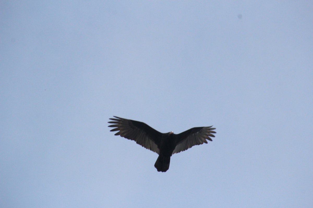 Turkey Vulture - ML282780691