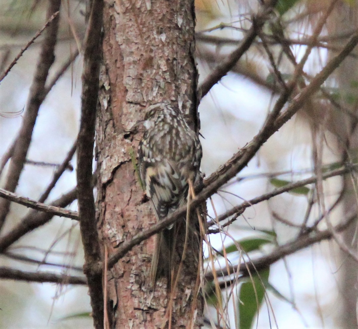 Brown Creeper - ML282780761