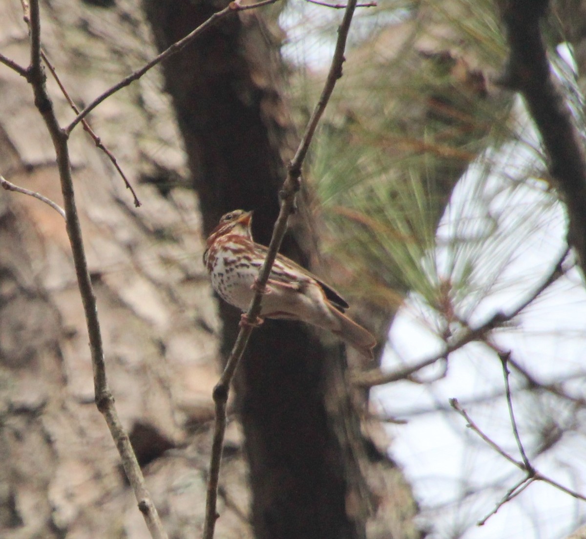 Fox Sparrow (Red) - ML282780791