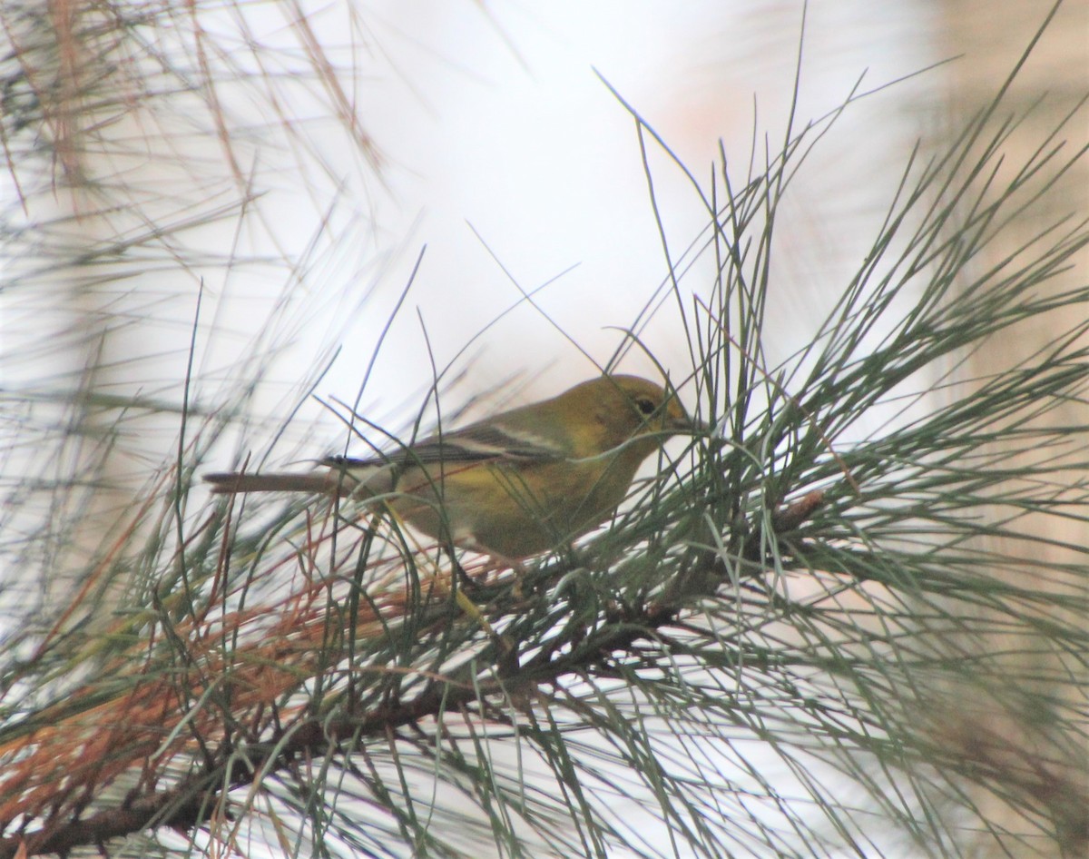Pine Warbler - ML282780871
