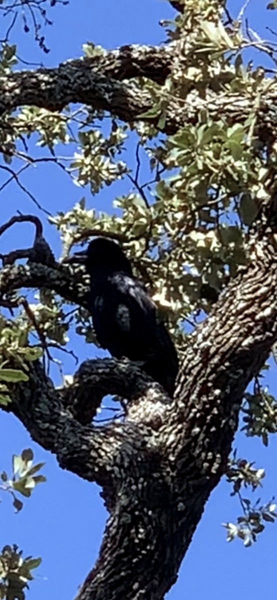 Common Raven - ML282784071