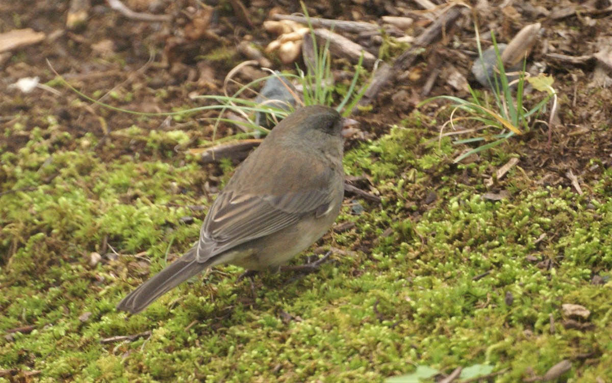 strnadec zimní - ML282784401