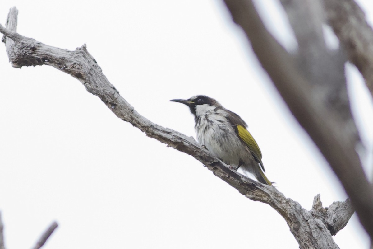 White-cheeked Honeyeater - ML282784981