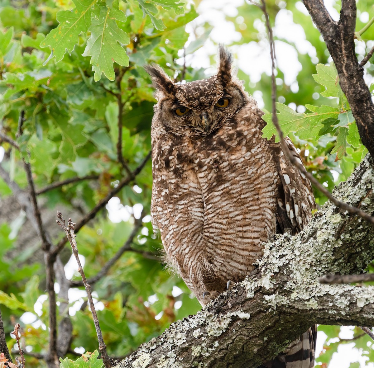 Spotted Eagle-Owl - ML282785541