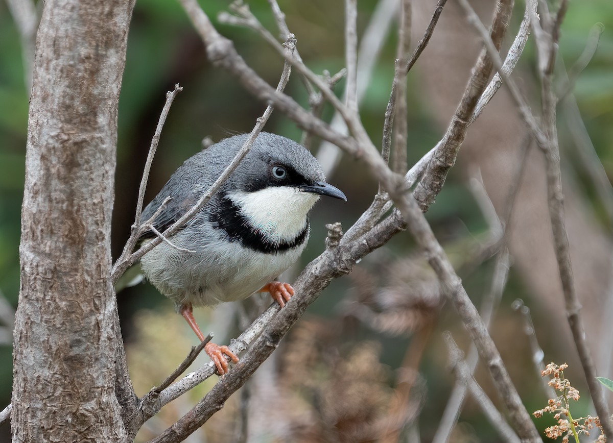 Bar-throated Apalis - ML282785551