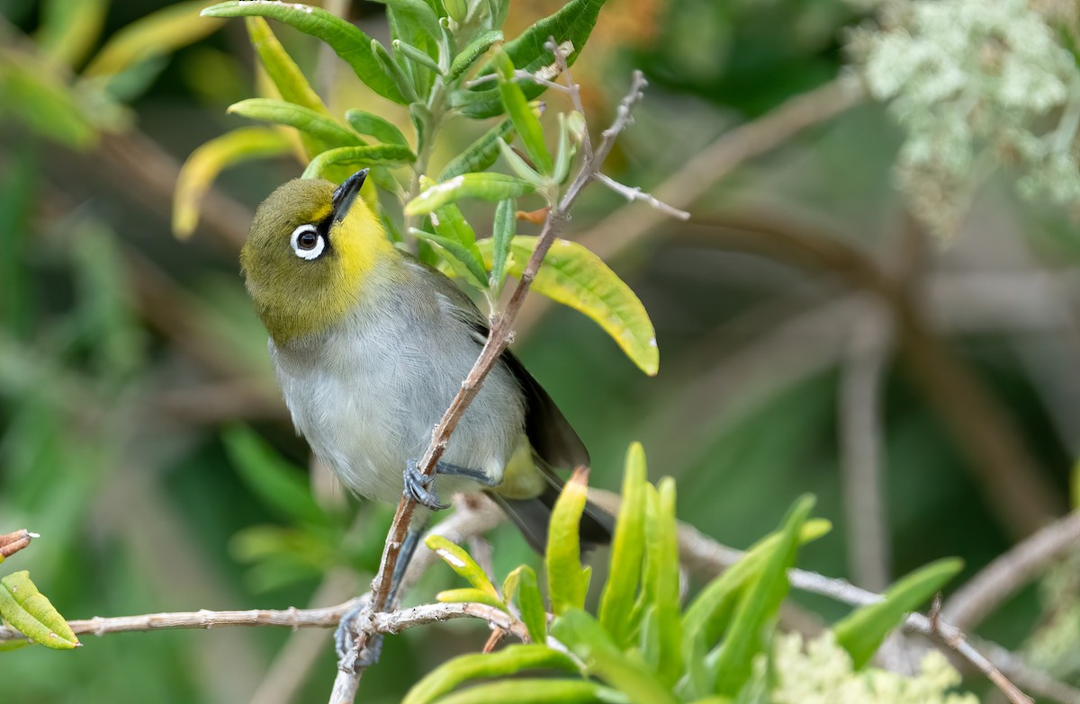 Cape White-eye - ML282785561