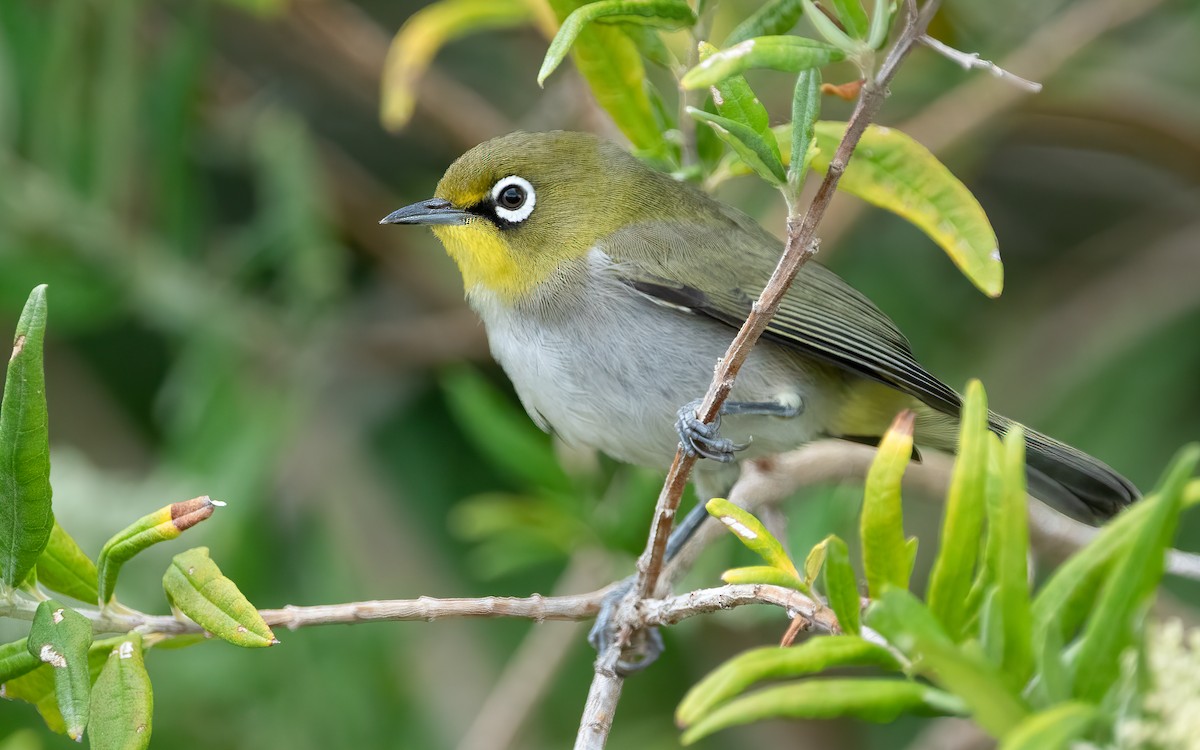 Cape White-eye - ML282785571