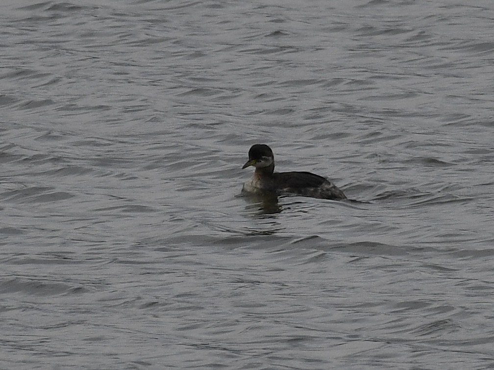 Red-necked Grebe - ML282786421
