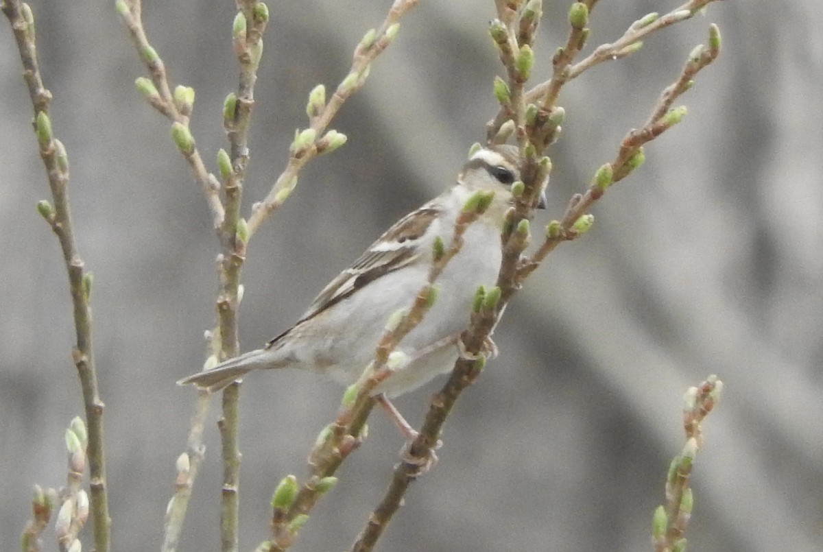 Russet Sparrow - ML282786691