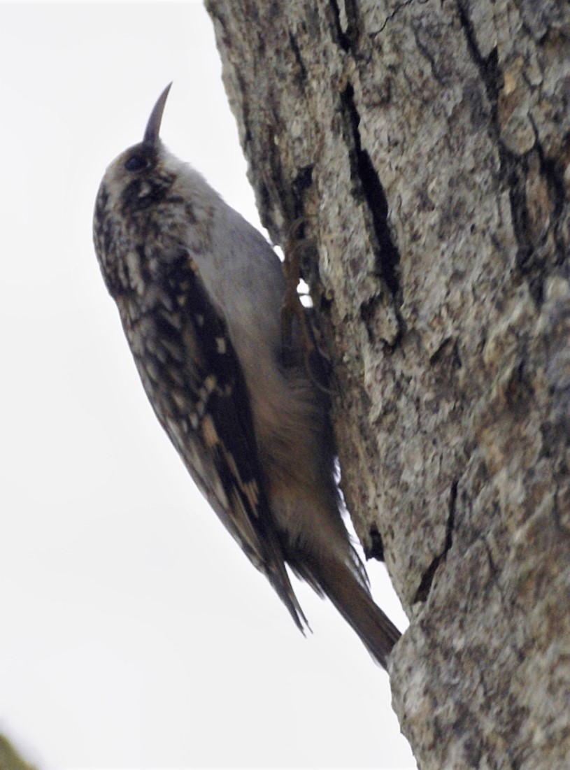 Brown Creeper - ML282789021
