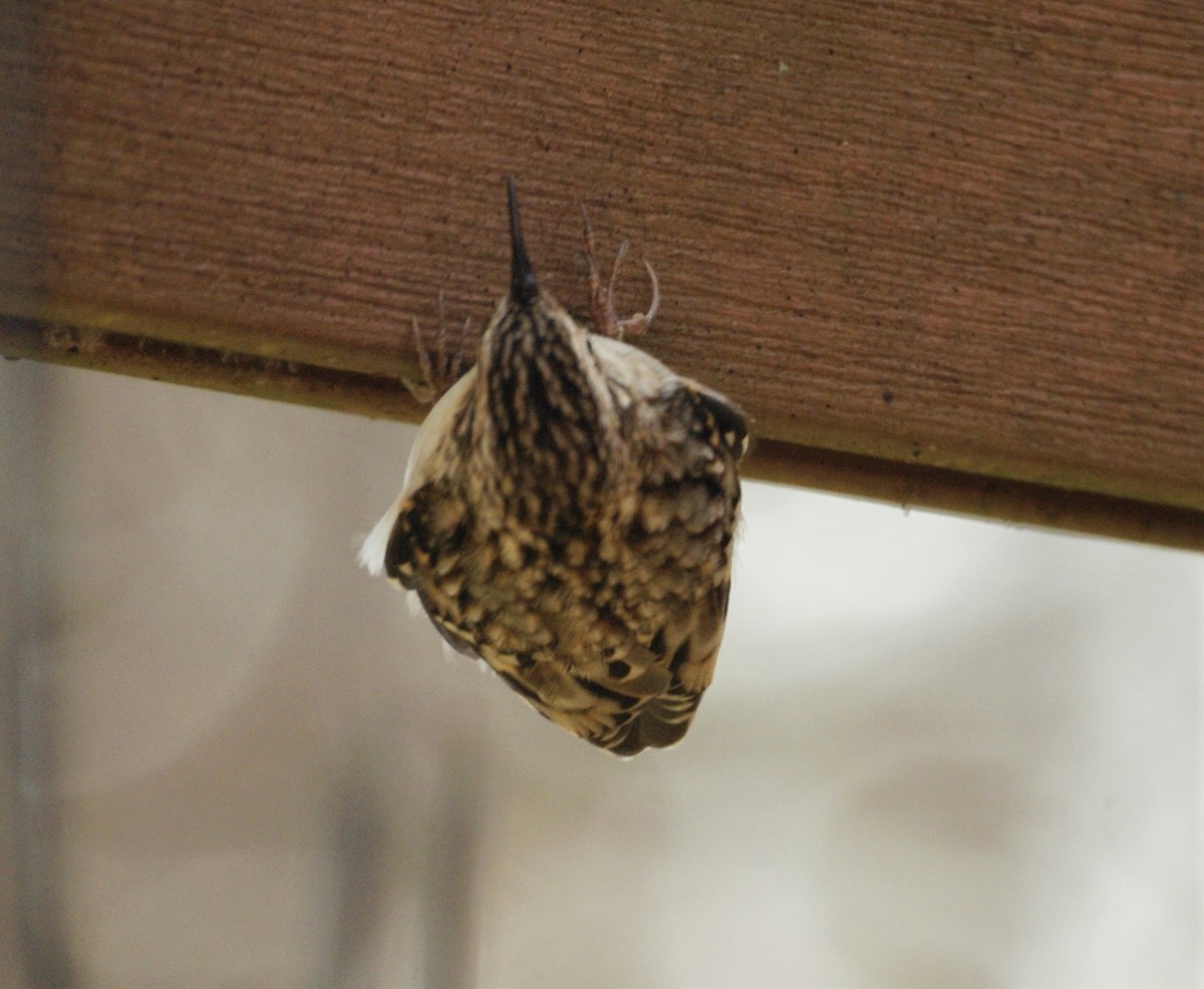Brown Creeper - ML282789031