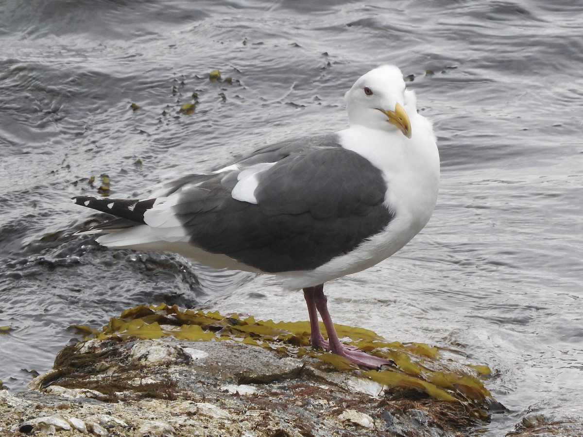 Slaty-backed Gull - ML282789161
