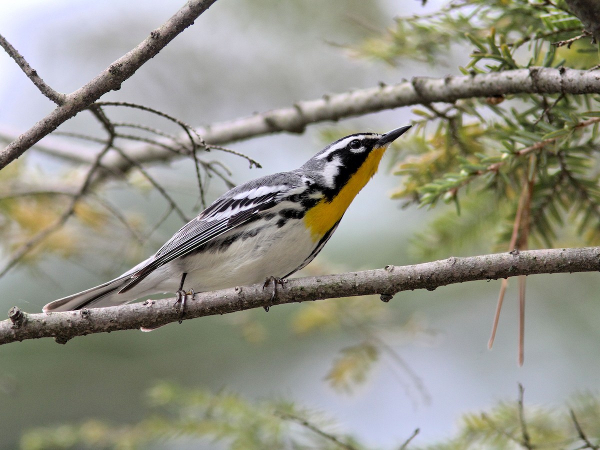 Yellow-throated Warbler - Kenneth Schneider