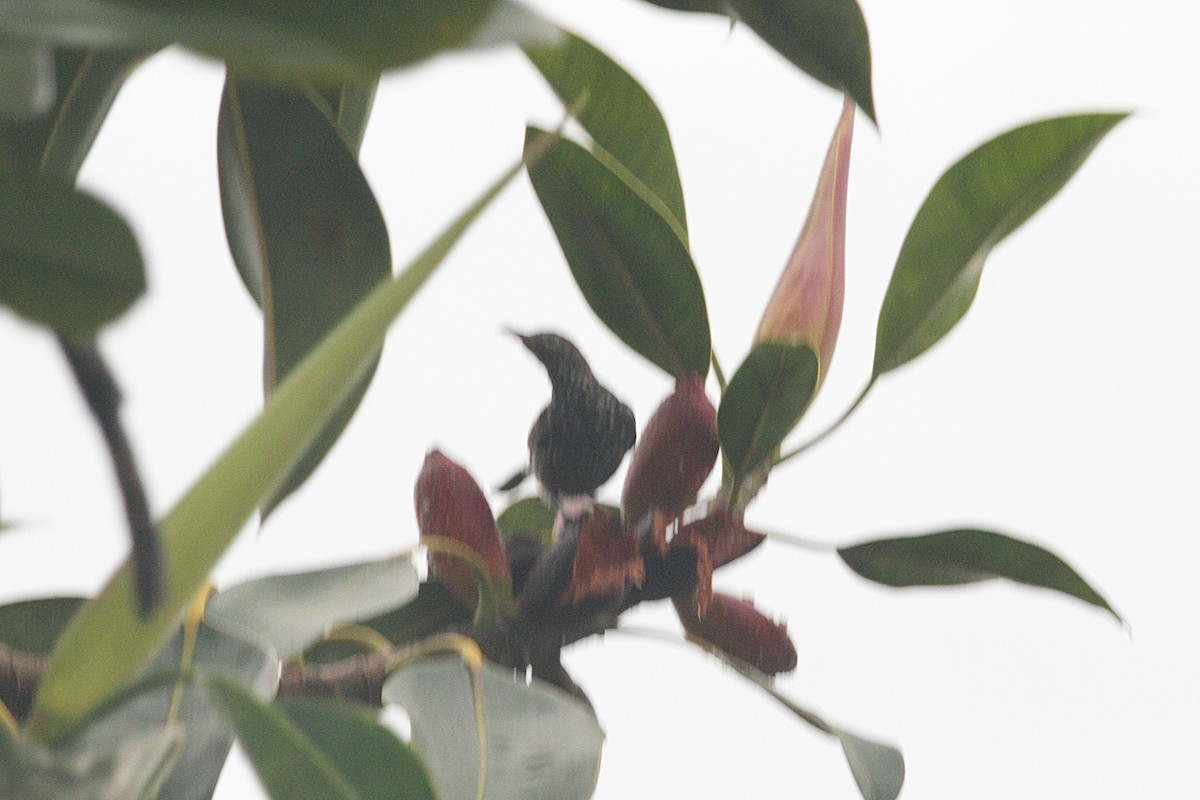 Spotted Berrypecker - ML282792941