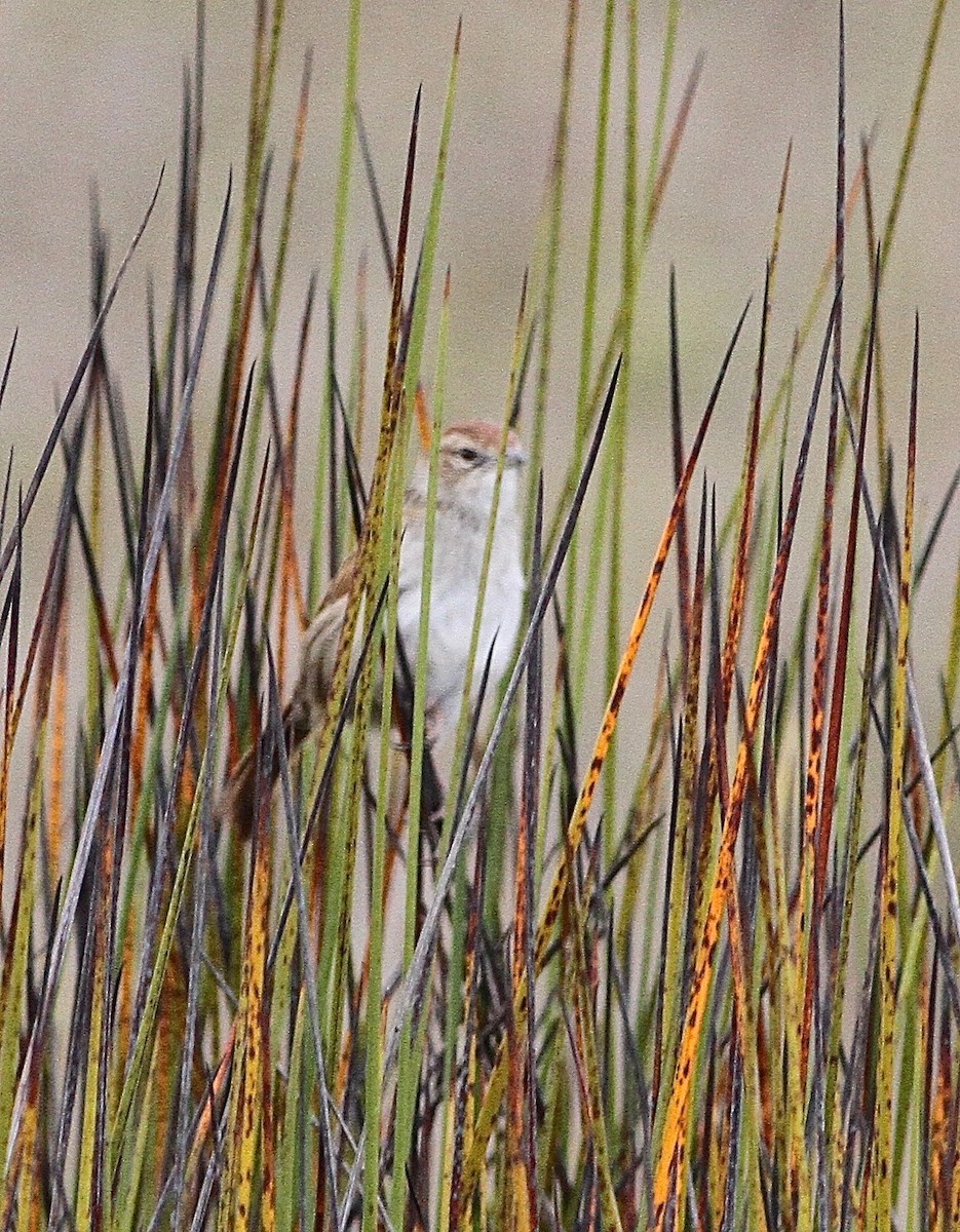 Papuan Grassbird - ML282794631