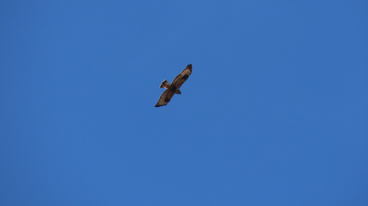 Rough-legged Hawk - ML282795651