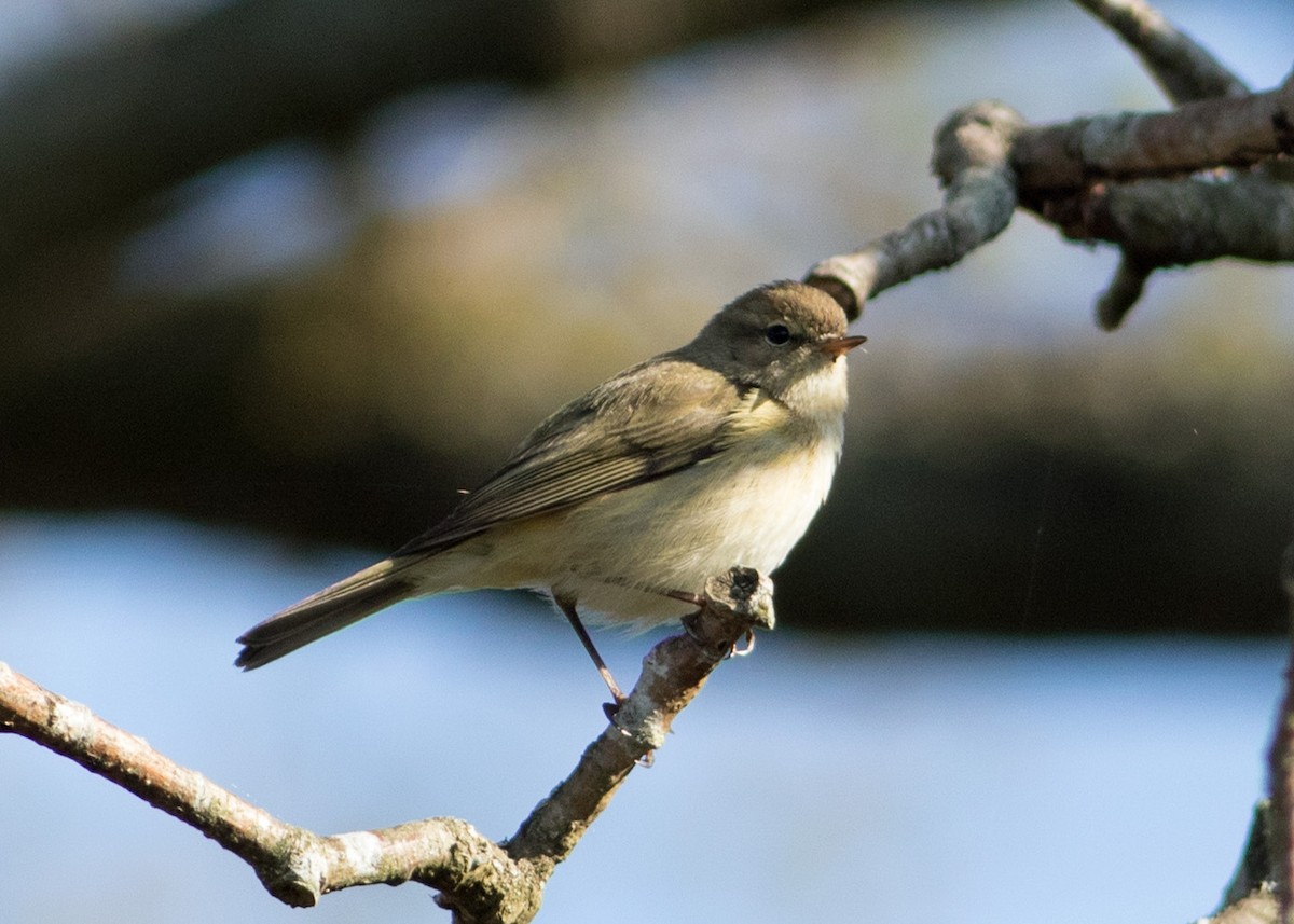 Common Chiffchaff - ML282797031