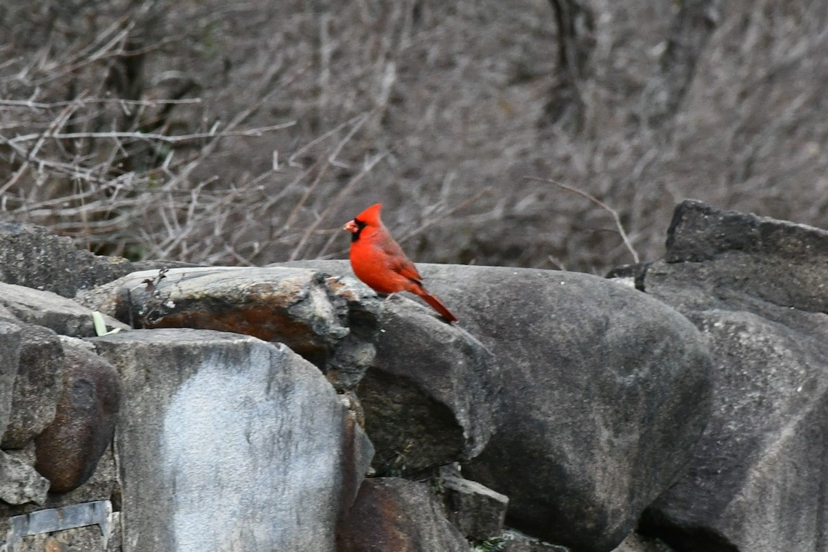 Northern Cardinal - ML282798071