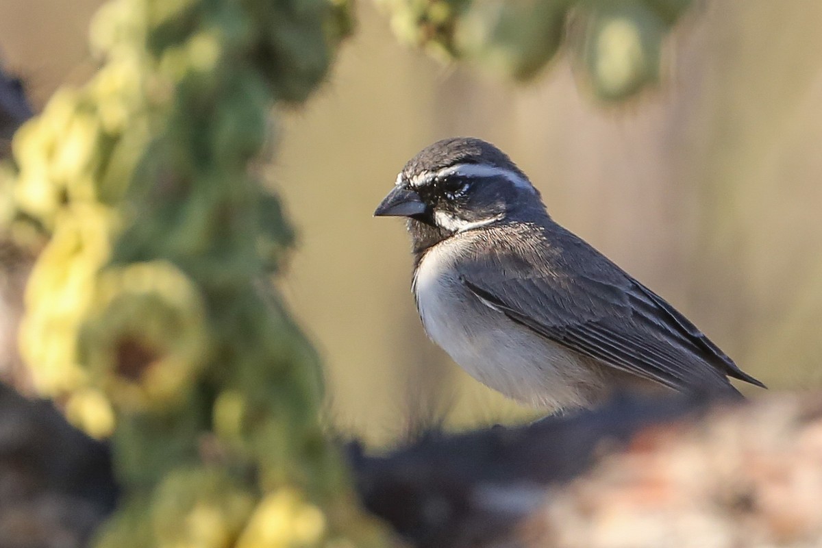 Black-throated Sparrow - ML282798651