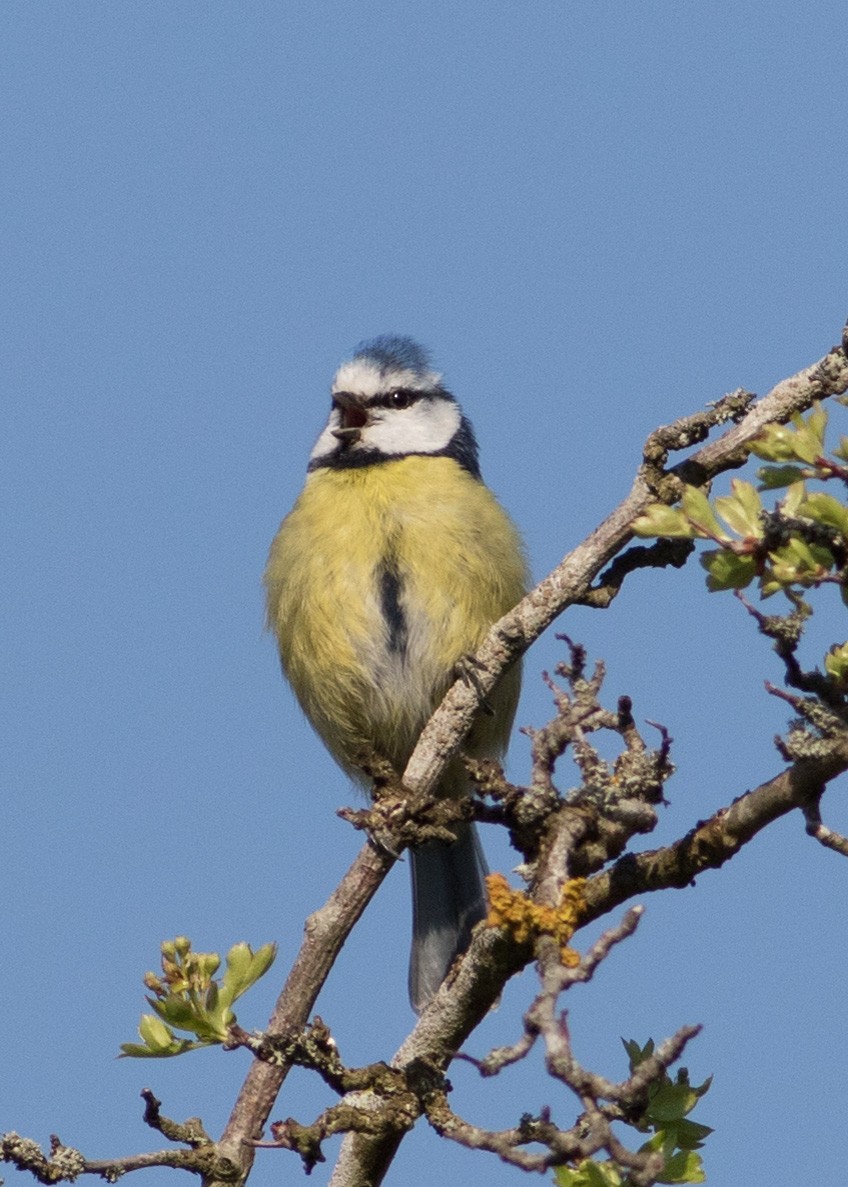 Eurasian Blue Tit - ML282799581