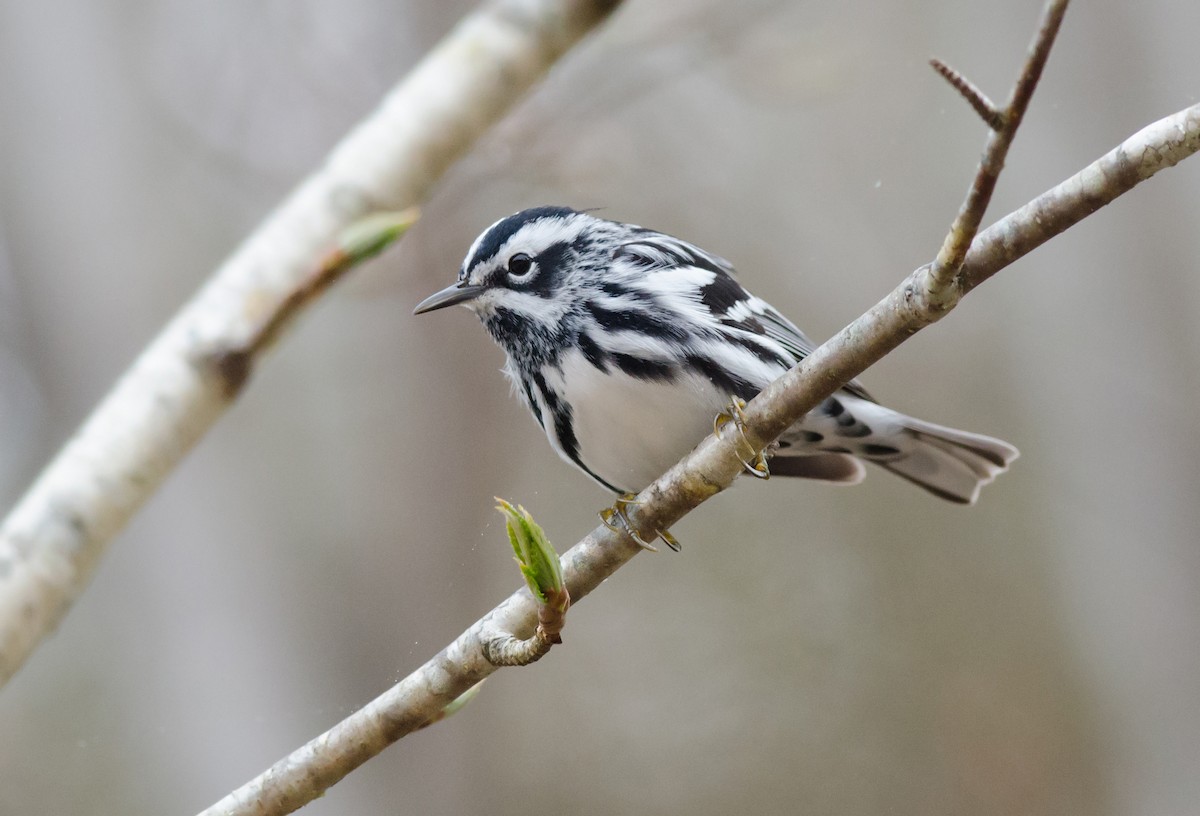 Black-and-white Warbler - Alix d'Entremont