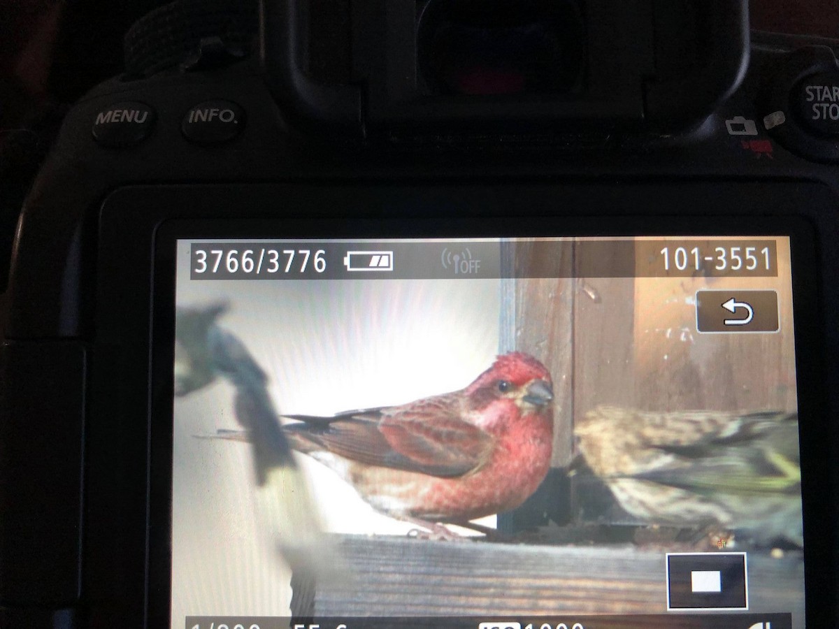 Purple Finch - ML282800651