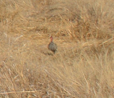 Red-necked Spurfowl - Zachary Arnold