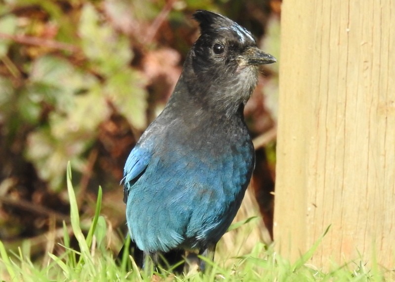 Steller's Jay - Andy Frank