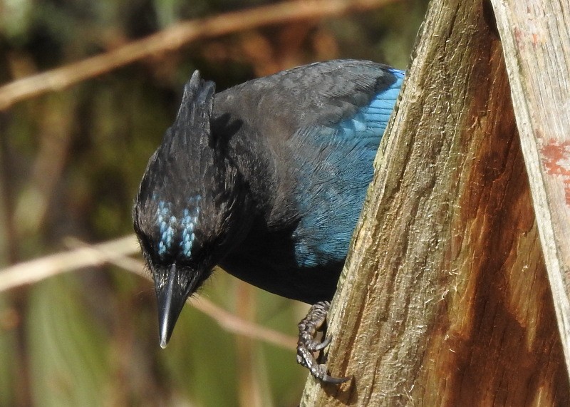 Steller's Jay - Andy Frank