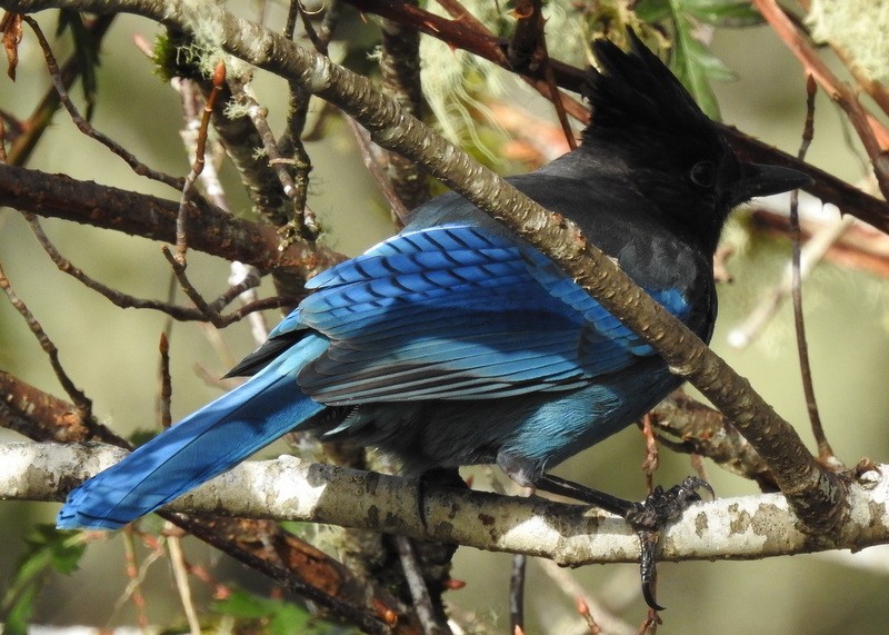 Steller's Jay - Andy Frank