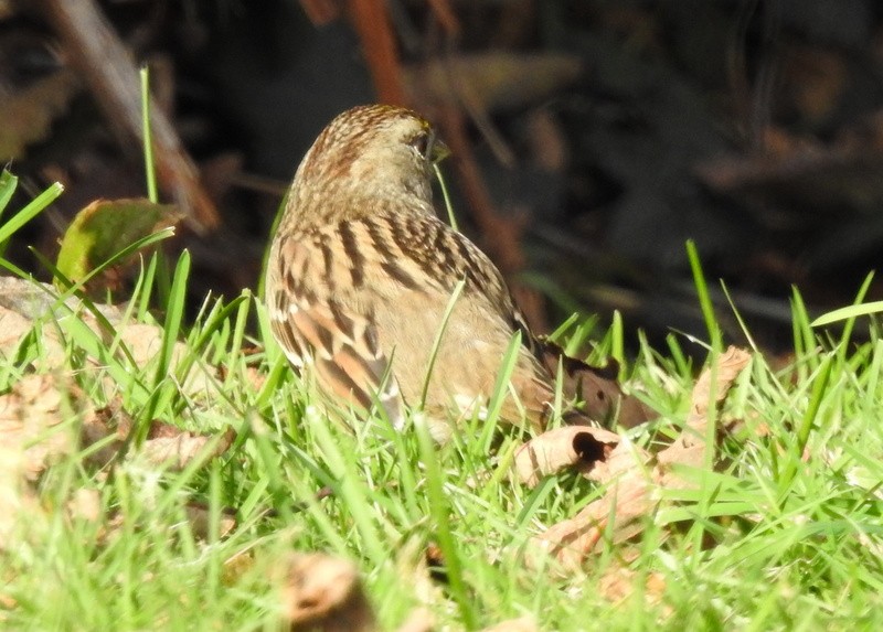 Golden-crowned Sparrow - Andy Frank