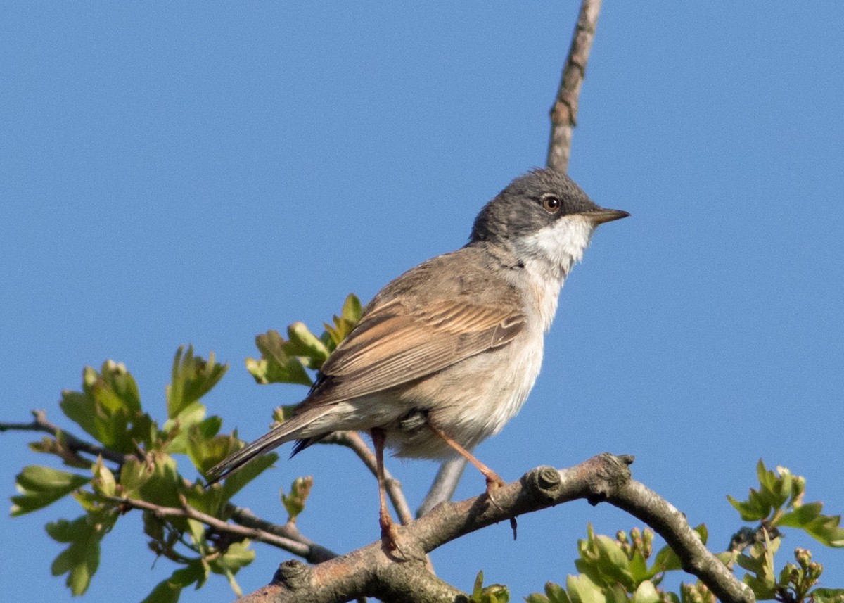 Greater Whitethroat - ML282801531