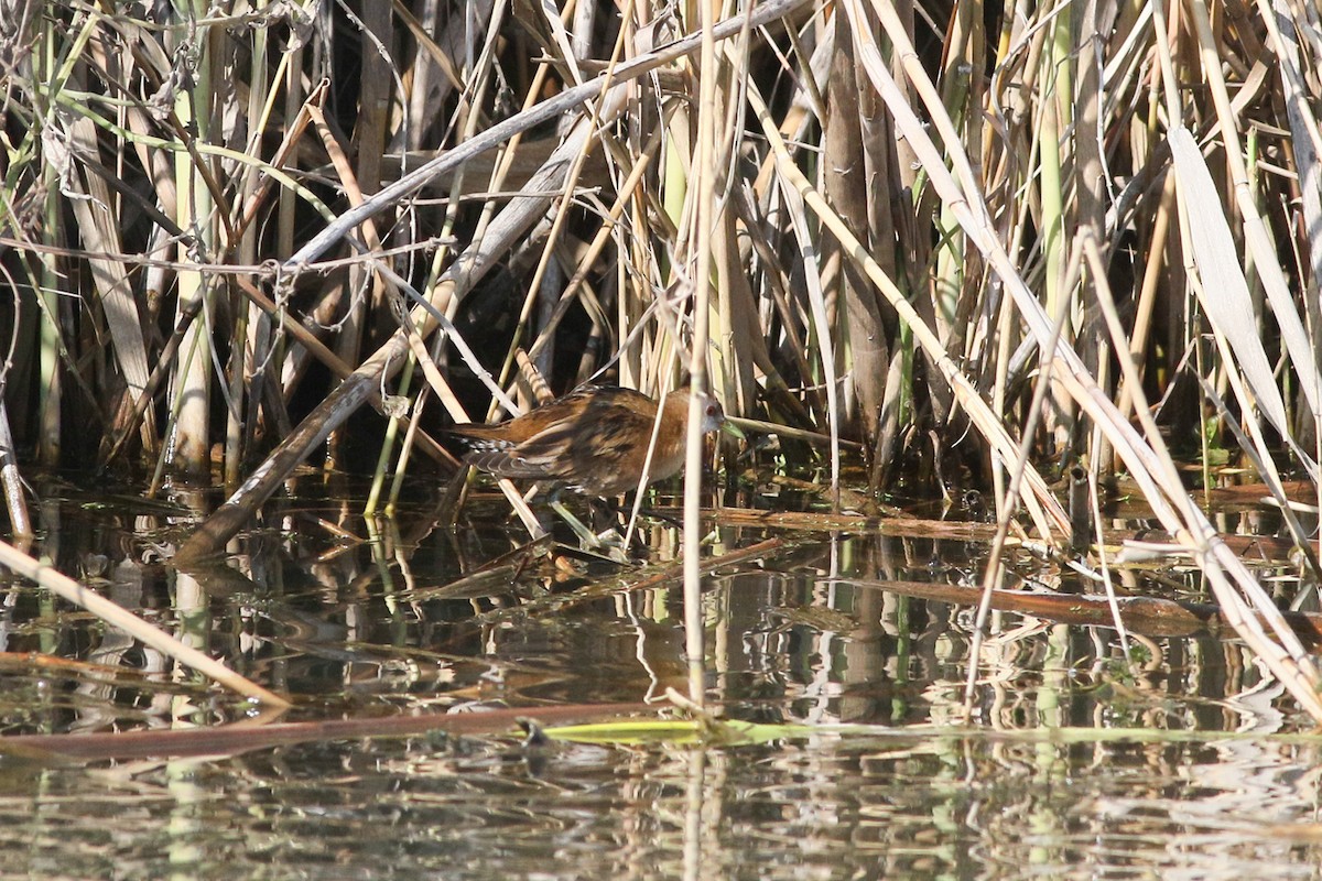 Little Crake - ML282801561