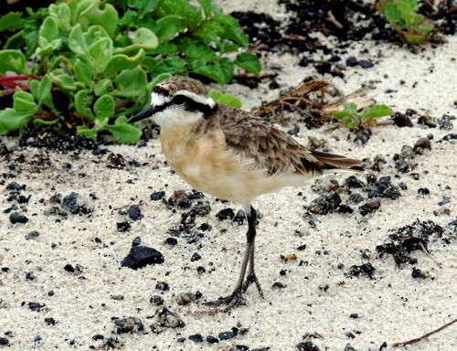 Kittlitz's Plover - ML282803441