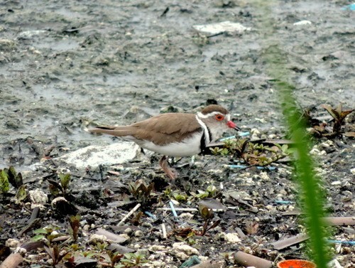 Three-banded Plover - ML282803501