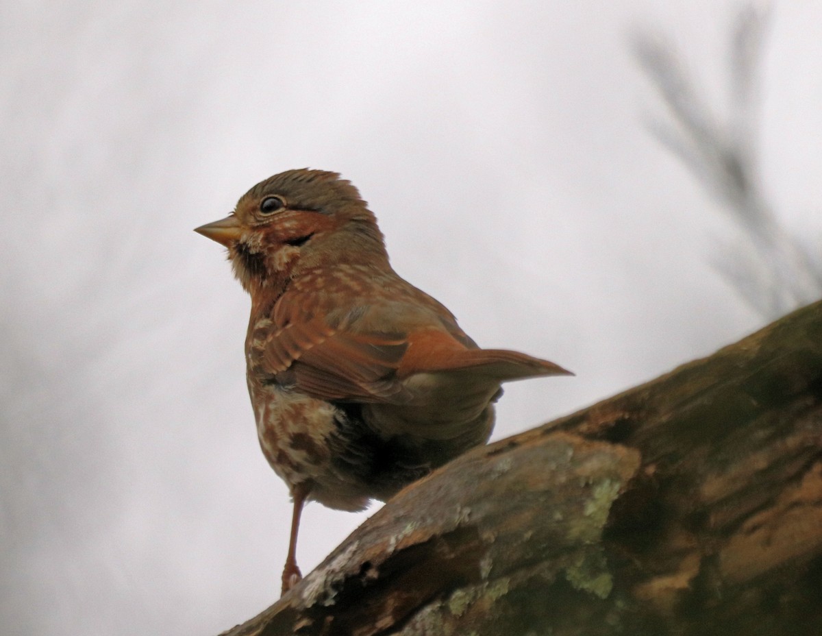 Fox Sparrow (Red) - DICK GRUBB