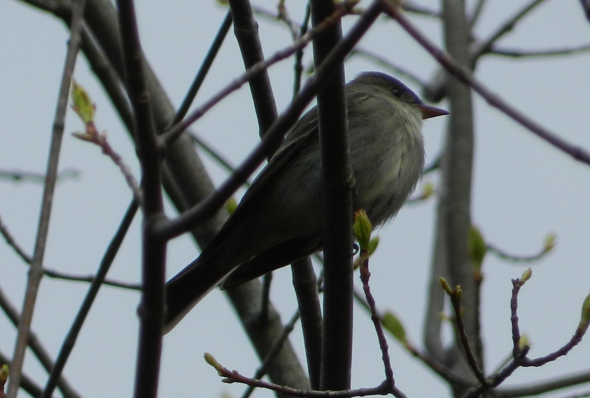 Eastern Wood-Pewee - ML282807241