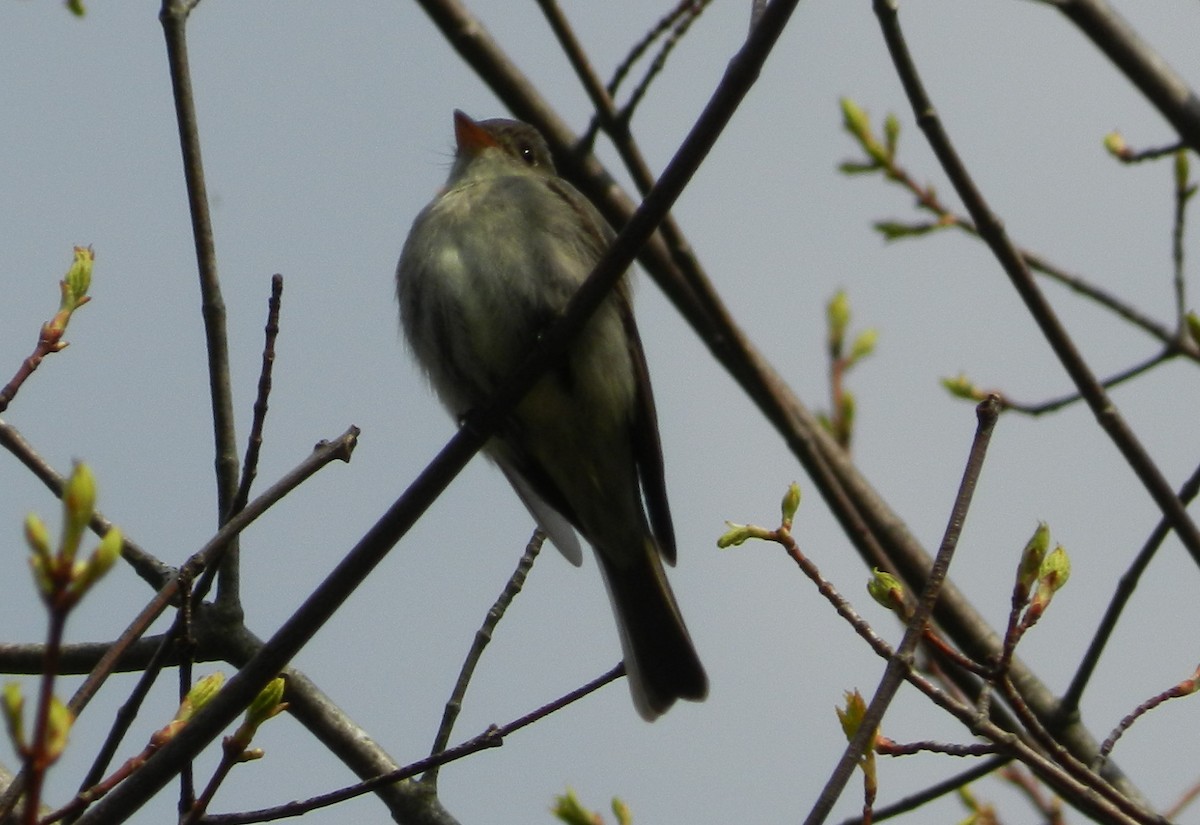 Eastern Wood-Pewee - ML282807321