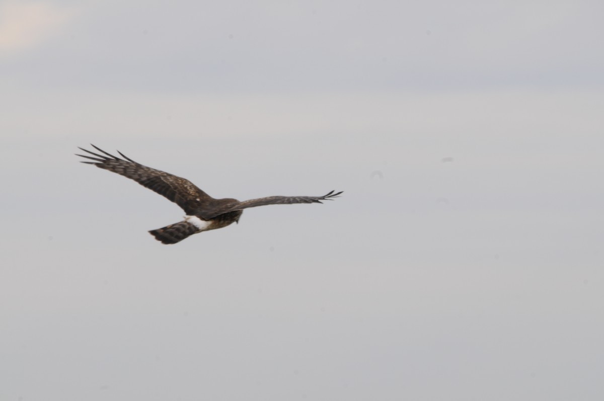 Northern Harrier - ML282807431