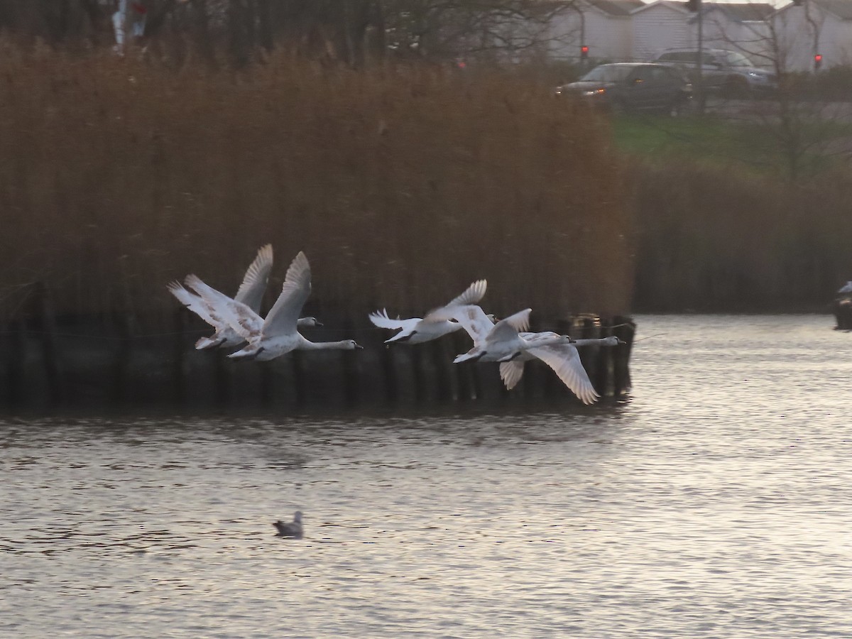 Cygne tuberculé - ML282808351