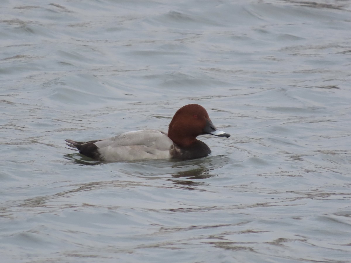 Common Pochard - David Campbell