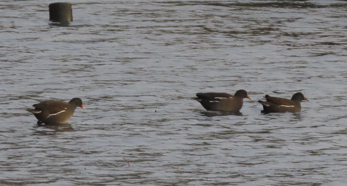 Gallinule poule-d'eau - ML282808451