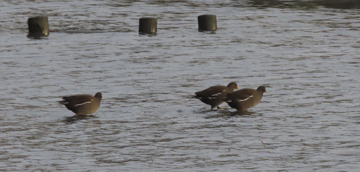 Gallinule poule-d'eau - ML282808461