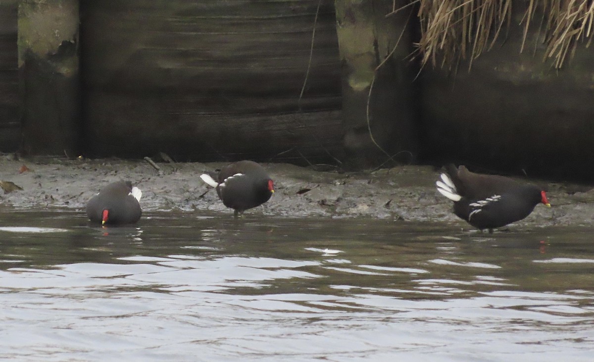 Gallinule poule-d'eau - ML282808471