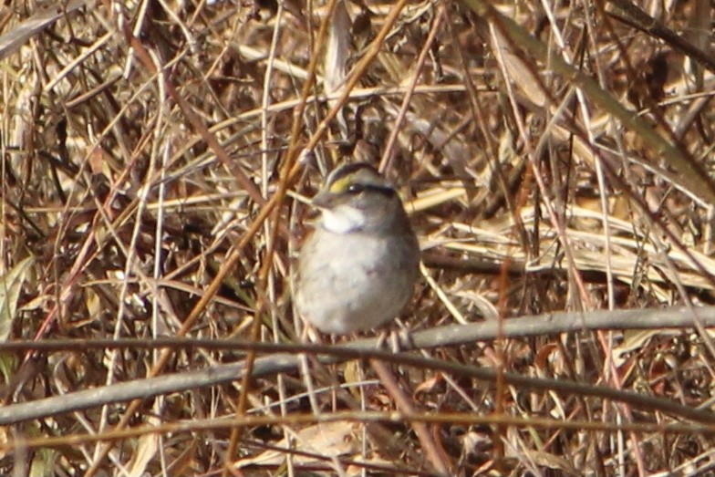 White-throated Sparrow - ML282808731