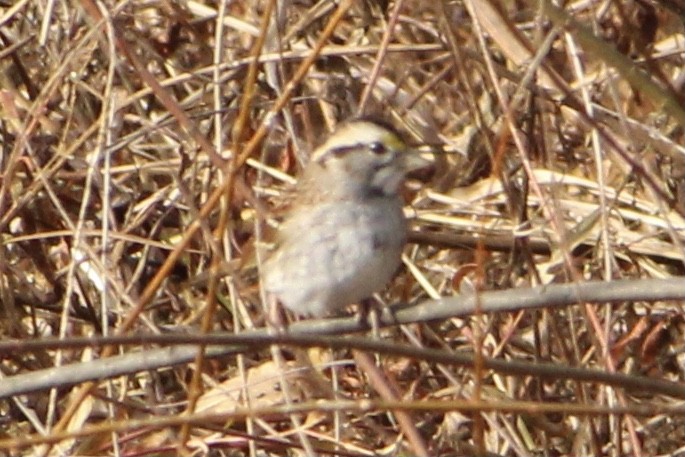 White-throated Sparrow - ML282808741